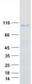 ITGB7 / Integrin Beta 7 Protein - Purified recombinant protein ITGB7 was analyzed by SDS-PAGE gel and Coomassie Blue Staining