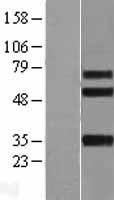 ITGBL1 Protein - Western validation with an anti-DDK antibody * L: Control HEK293 lysate R: Over-expression lysate