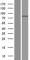 ITIH1 Protein - Western validation with an anti-DDK antibody * L: Control HEK293 lysate R: Over-expression lysate