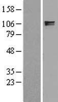 ITIH2 Protein - Western validation with an anti-DDK antibody * L: Control HEK293 lysate R: Over-expression lysate