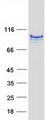 ITIH2 Protein - Purified recombinant protein ITIH2 was analyzed by SDS-PAGE gel and Coomassie Blue Staining