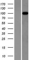 ITIH3 Protein - Western validation with an anti-DDK antibody * L: Control HEK293 lysate R: Over-expression lysate
