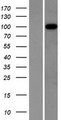 ITIH3 Protein - Western validation with an anti-DDK antibody * L: Control HEK293 lysate R: Over-expression lysate