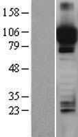 ITIH4 Protein - Western validation with an anti-DDK antibody * L: Control HEK293 lysate R: Over-expression lysate