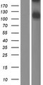 ITIH5 Protein - Western validation with an anti-DDK antibody * L: Control HEK293 lysate R: Over-expression lysate