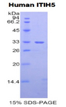 ITIH5 Protein - Recombinant Inter Alpha-Globulin Inhibitor H5 (ITIH5) by SDS-PAGE