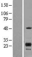 ITM2C Protein - Western validation with an anti-DDK antibody * L: Control HEK293 lysate R: Over-expression lysate