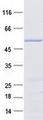 ITM2C Protein