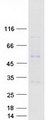 ITM2C Protein - Purified recombinant protein ITM2C was analyzed by SDS-PAGE gel and Coomassie Blue Staining