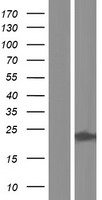 ITPA Protein - Western validation with an anti-DDK antibody * L: Control HEK293 lysate R: Over-expression lysate