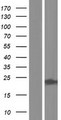 ITPA Protein - Western validation with an anti-DDK antibody * L: Control HEK293 lysate R: Over-expression lysate