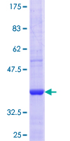 ITPA Protein - 12.5% SDS-PAGE Stained with Coomassie Blue.