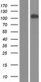 ITPKB Protein - Western validation with an anti-DDK antibody * L: Control HEK293 lysate R: Over-expression lysate