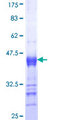 ITPKB Protein - 12.5% SDS-PAGE Stained with Coomassie Blue.