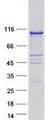 ITPKC Protein - Purified recombinant protein ITPKC was analyzed by SDS-PAGE gel and Coomassie Blue Staining