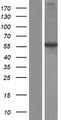 ITPRIPL2 Protein - Western validation with an anti-DDK antibody * L: Control HEK293 lysate R: Over-expression lysate