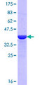 ITSN1 / ITSN Protein - 12.5% SDS-PAGE Stained with Coomassie Blue.