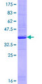 IVNS1ABP / NS1-BP Protein - 12.5% SDS-PAGE Stained with Coomassie Blue.
