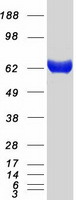 IVNS1ABP / NS1-BP Protein - Purified recombinant protein IVNS1ABP was analyzed by SDS-PAGE gel and Coomassie Blue Staining
