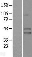 IZUMO1 / IZUMO Protein - Western validation with an anti-DDK antibody * L: Control HEK293 lysate R: Over-expression lysate