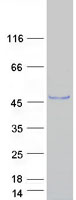 IZUMO1 / IZUMO Protein - Purified recombinant protein IZUMO1 was analyzed by SDS-PAGE gel and Coomassie Blue Staining