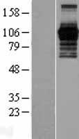 JADE2 / PHF15 Protein - Western validation with an anti-DDK antibody * L: Control HEK293 lysate R: Over-expression lysate