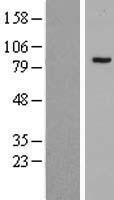 JADE3 / PHF16 Protein - Western validation with an anti-DDK antibody * L: Control HEK293 lysate R: Over-expression lysate