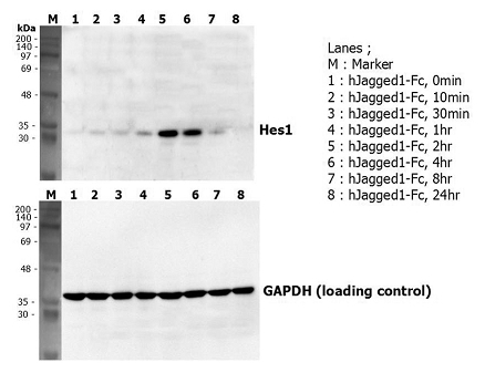 JAG1 / Jagged 1 Protein - Induction of Hes-1 with the treatment of recombinant human Jagged1-Fc (Prod. No. AG-40A-0081). A mouse preadpipocyte cell line, 3T3L1, was stimulated with 5 ug/ml of human Jagged1-Fc as in indicated time points and each cell lysate was prepared and subjected to western blot by using anti-human Hes1 or GAPDH.
Apparently, for Notch ligands or receptors it is normally coated. Otherwise the proteins would need to be artificially multimerized. Since human and mouse Jagged-1 are almost identical (>96%) human works on mouse cells and vice versa.