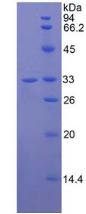JAG2 / Jagged-2 Protein - Recombinant Jagged 2 Protein By SDS-PAGE
