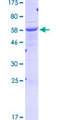 JAM3 Protein - 12.5% SDS-PAGE of human JAM3 stained with Coomassie Blue