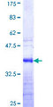 JAZF1 Protein - 12.5% SDS-PAGE Stained with Coomassie Blue.