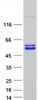 JMJD6 / PSR Protein - Purified recombinant protein JMJD6 was analyzed by SDS-PAGE gel and Coomassie Blue Staining