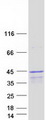 JMJD7 Protein - Purified recombinant protein JMJD7 was analyzed by SDS-PAGE gel and Coomassie Blue Staining