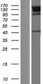 JMY Protein - Western validation with an anti-DDK antibody * L: Control HEK293 lysate R: Over-expression lysate