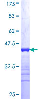 JMY Protein - 12.5% SDS-PAGE Stained with Coomassie Blue.