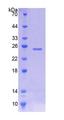 JPH1 Protein - Recombinant  Junctophilin 1 By SDS-PAGE