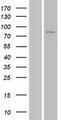 JPH3 Protein - Western validation with an anti-DDK antibody * L: Control HEK293 lysate R: Over-expression lysate