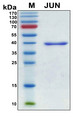 JUN / c-Jun Protein - SDS-PAGE under reducing conditions and visualized by Coomassie blue staining
