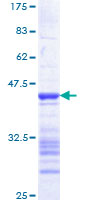 JUN / c-Jun Protein - 12.5% SDS-PAGE Stained with Coomassie Blue.