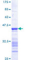 JUN / c-Jun Protein - 12.5% SDS-PAGE Stained with Coomassie Blue.
