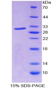 JUN / c-Jun Protein - Recombinant V-Jun Sarcoma Virus 17 Oncogene Homolog By SDS-PAGE
