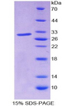 JUN / c-Jun Protein - Recombinant V-Jun Sarcoma Virus 17 Oncogene Homolog By SDS-PAGE