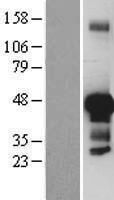 JUNB / JUN-B Protein - Western validation with an anti-DDK antibody * L: Control HEK293 lysate R: Over-expression lysate