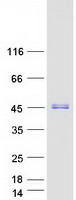 JUNB / JUN-B Protein - Purified recombinant protein JUNB was analyzed by SDS-PAGE gel and Coomassie Blue Staining