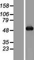 Junctin / ASPH Protein - Western validation with an anti-DDK antibody * L: Control HEK293 lysate R: Over-expression lysate