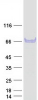 Junctin / ASPH Protein - Purified recombinant protein ASPH was analyzed by SDS-PAGE gel and Coomassie Blue Staining
