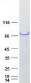 Junctin / ASPH Protein - Purified recombinant protein ASPH was analyzed by SDS-PAGE gel and Coomassie Blue Staining