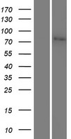 Junctophilin 2 / JPH2 Protein - Western validation with an anti-DDK antibody * L: Control HEK293 lysate R: Over-expression lysate