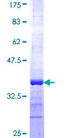 JUNDM2 / JDP2 Protein - 12.5% SDS-PAGE Stained with Coomassie Blue.