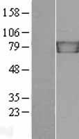 JUP/CTNNG/Junction Plakoglobin Protein - Western validation with an anti-DDK antibody * L: Control HEK293 lysate R: Over-expression lysate